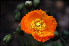 Islandmohn