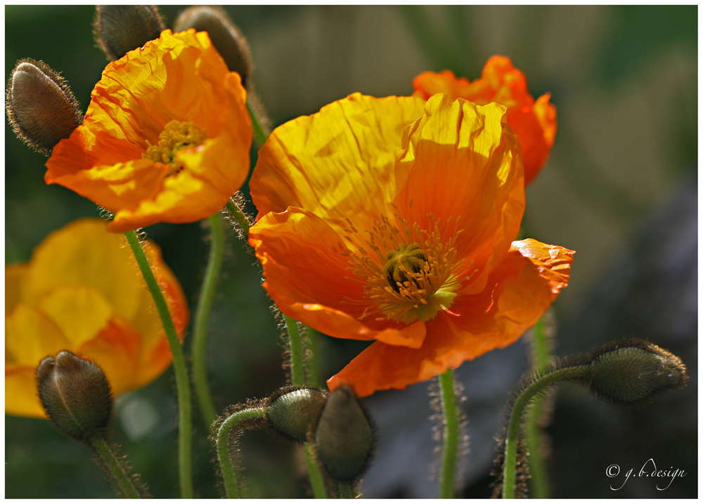 Islandmohn I