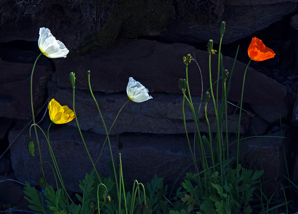 Islandmohn I