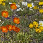 Islandmohn II