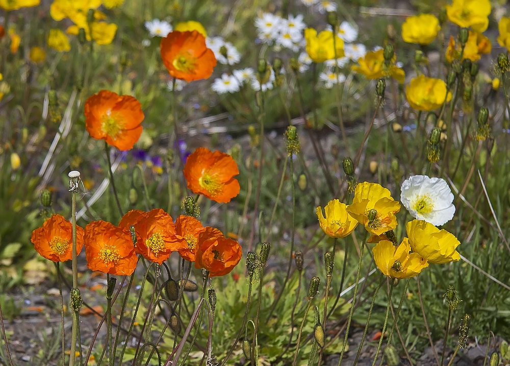 Islandmohn II