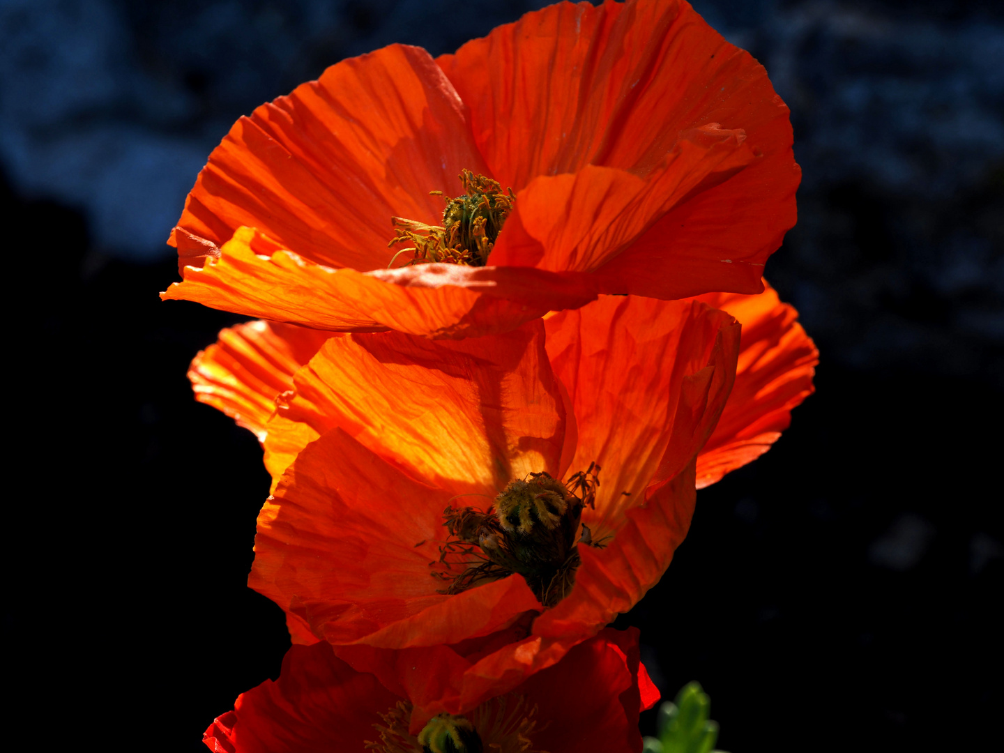 Islandmohn im Abendlicht