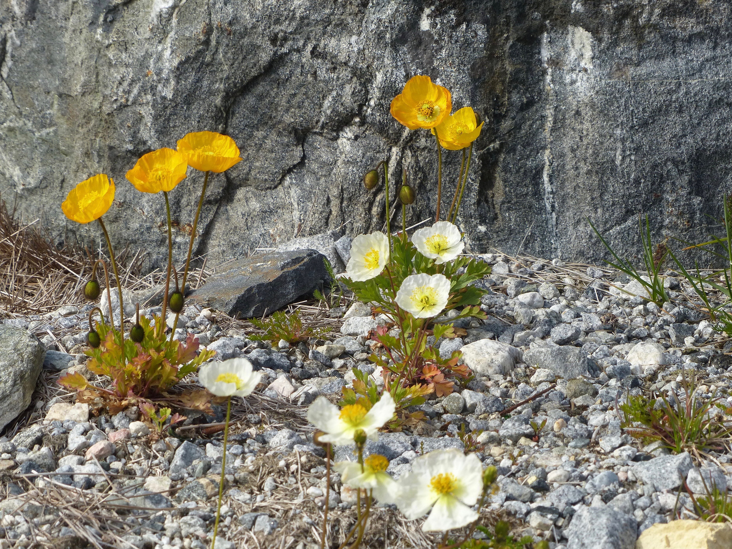 Islandmohn im Geroell