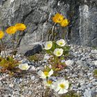 Islandmohn im Geroell