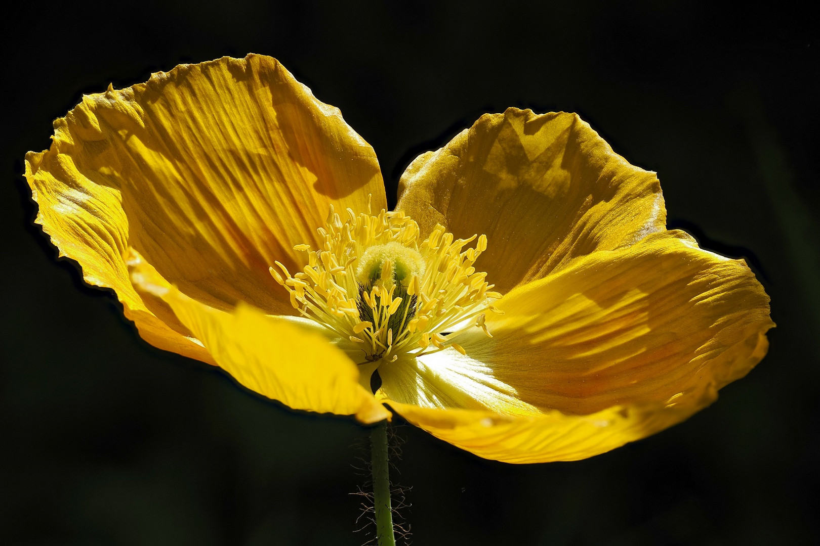 Islandmohn in meinem Garten