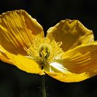 Islandmohn in meinem Garten