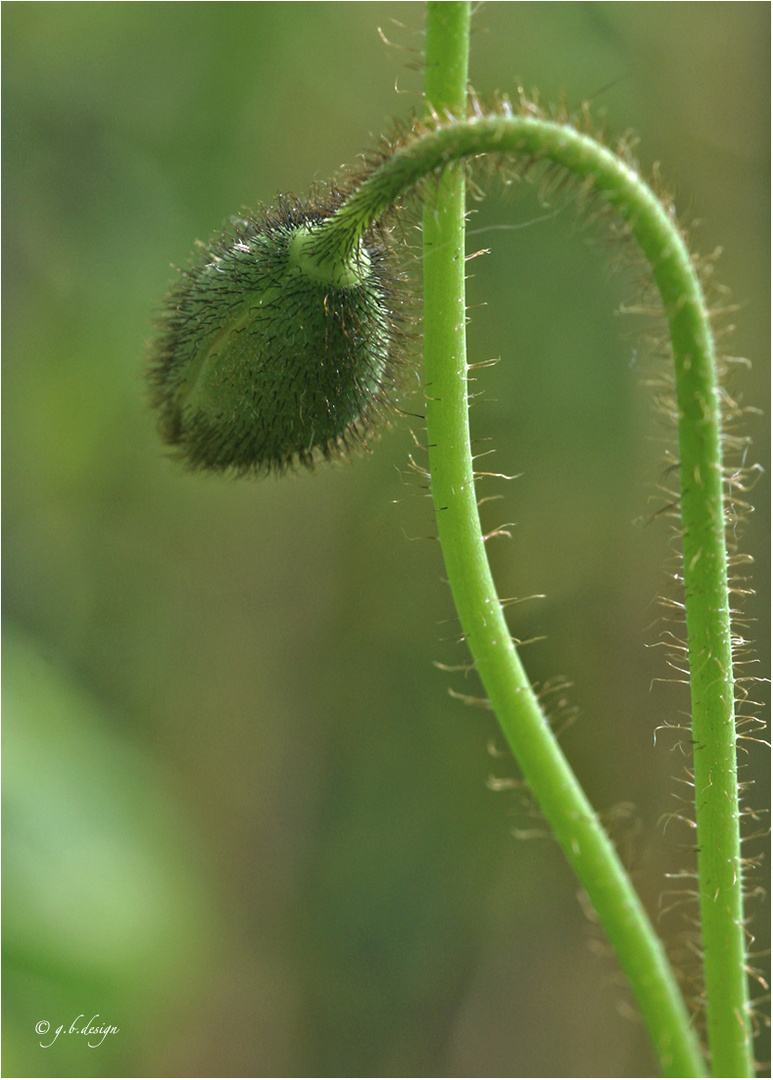 Islandmohn Knospe