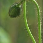 Islandmohn Knospe