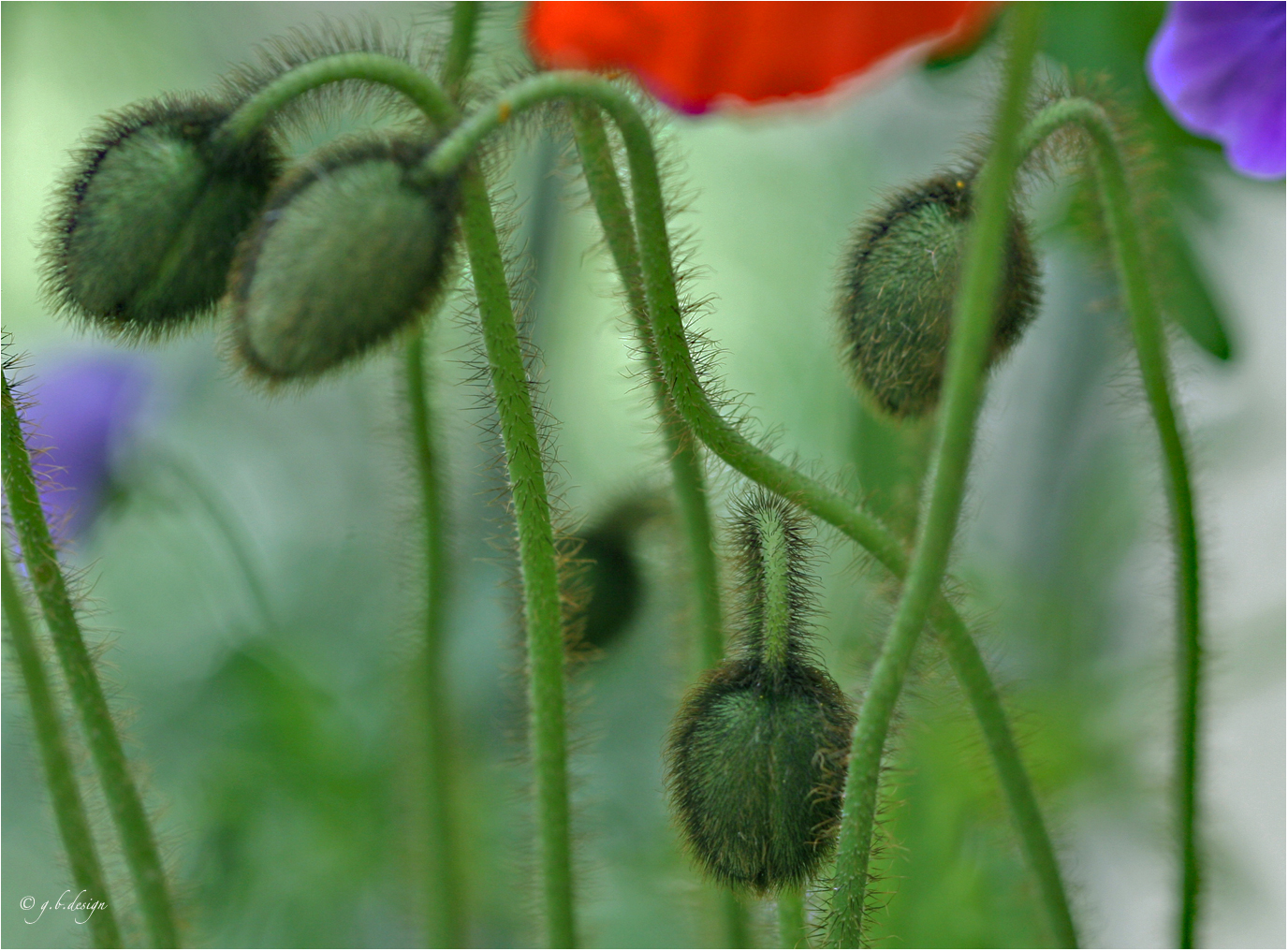 Islandmohn Knospen