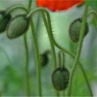 Islandmohn Knospen