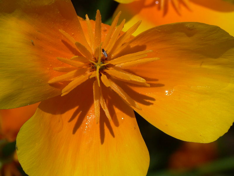 Islandmohn mit kleiner Fliege