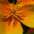 Islandmohn mit kleiner Fliege