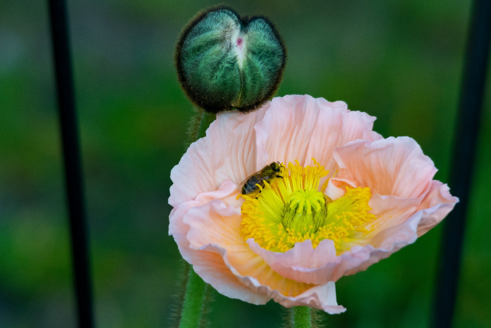 Islandmohn; Papaver Nudicaule