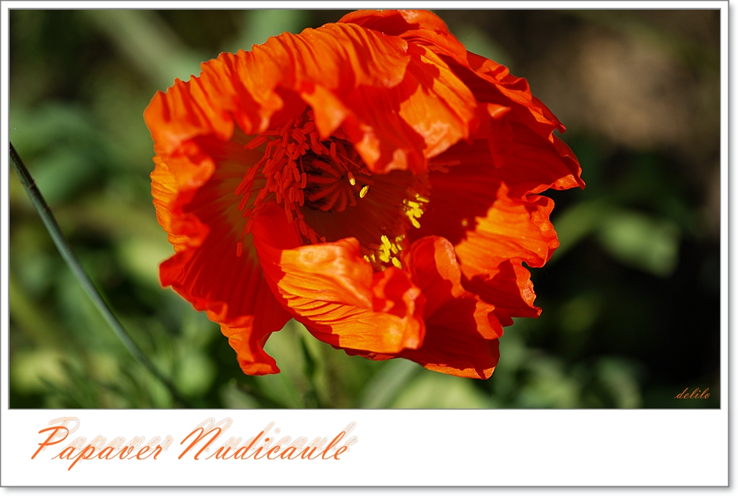 Islandmohn - Papaver Nudicaule