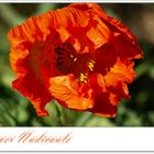 Islandmohn - Papaver Nudicaule