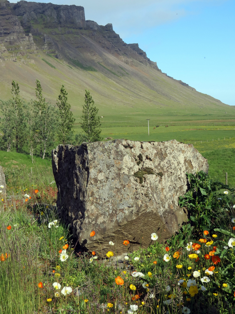 Islandmohn Südisland