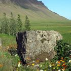 Islandmohn Südisland