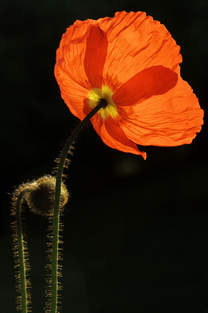 ISLANDMOHN verabschiedet einen warmen Sonnentag! von Thomas H. Eichkorn