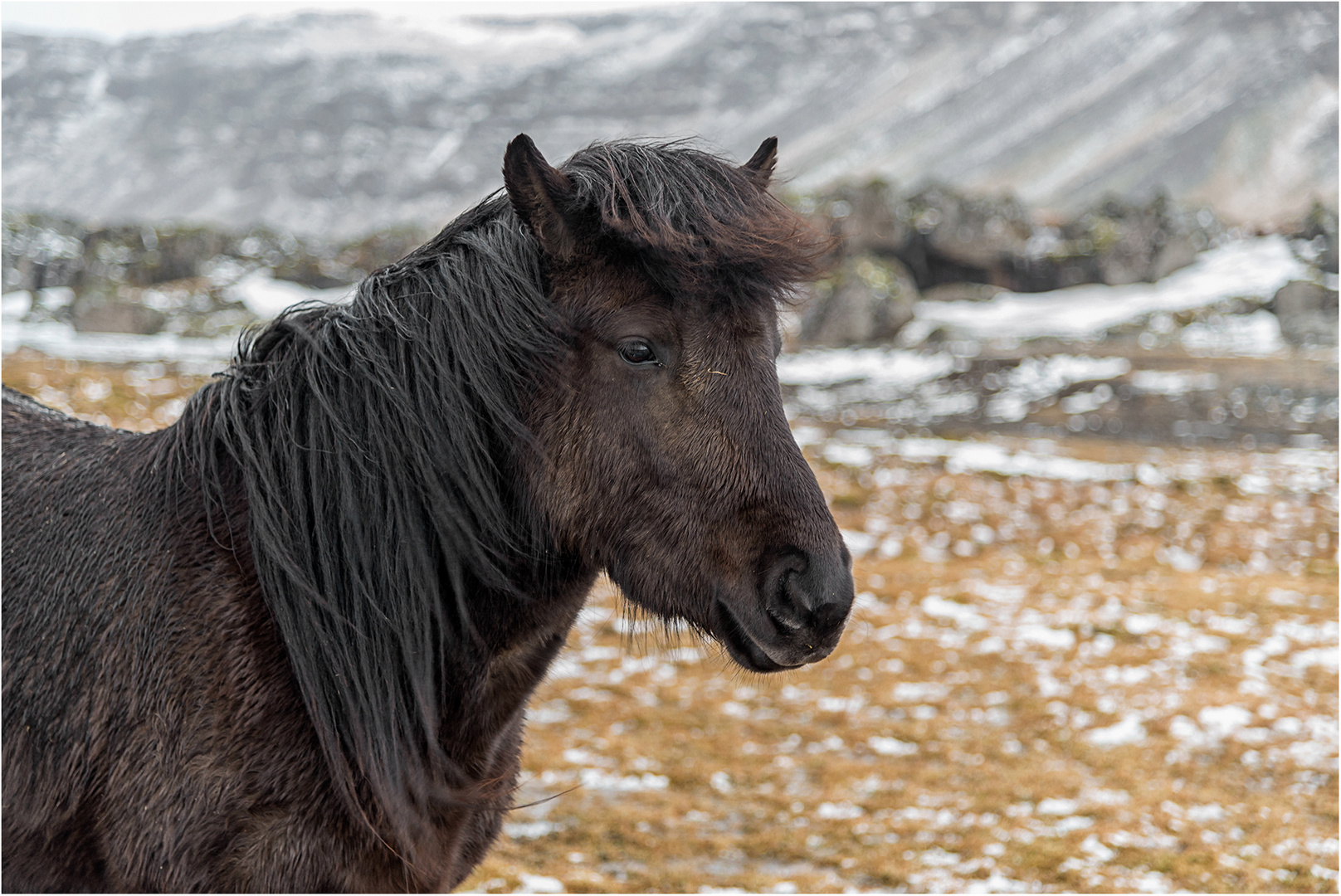 Islandpferd Foto Bild World Winter Portrait Bilder Auf Fotocommunity