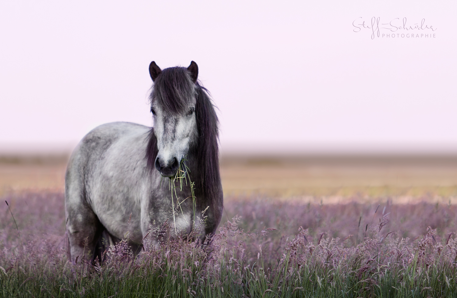 Islandpferd am Abend Foto & Bild | sonnenuntergang, wiese, gras Bilder