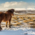 Islandpferd - Blick ins Unendliche