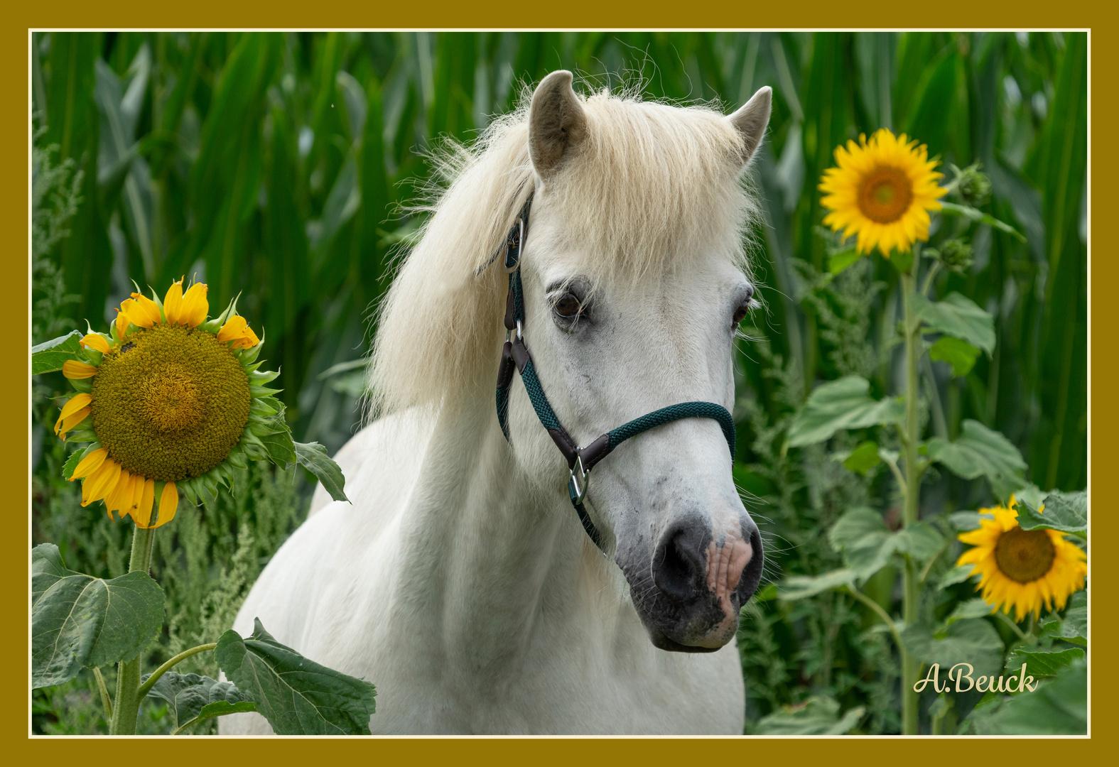 Islandpferd mit Sonnenblume