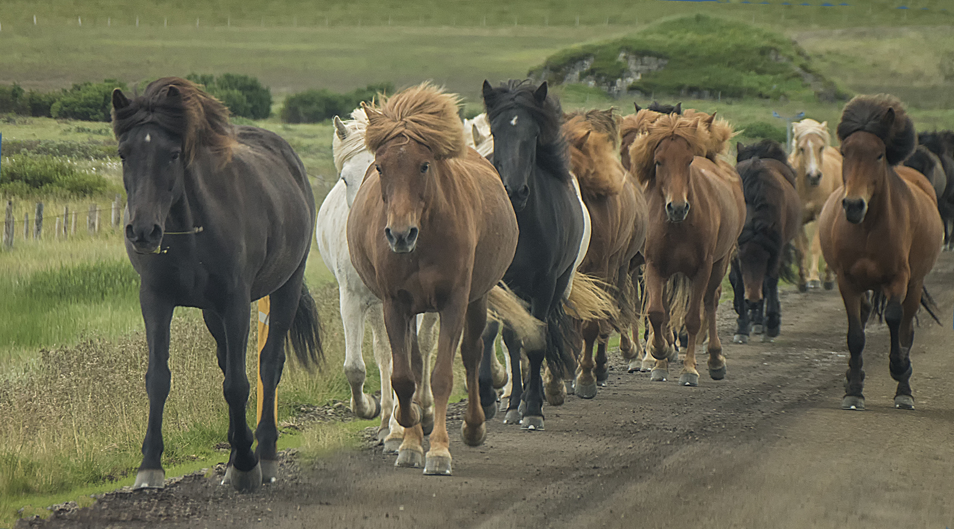 Islandpferde Foto & Bild europe, scandinavia, iceland Bilder auf