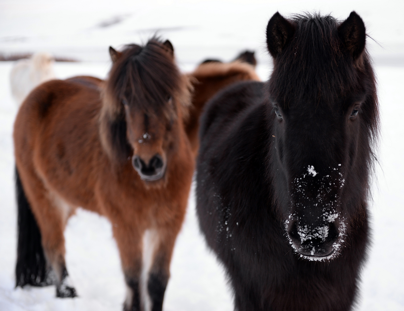 Islandpferde Akureyri Foto & Bild | europe, scandinavia, iceland Bilder