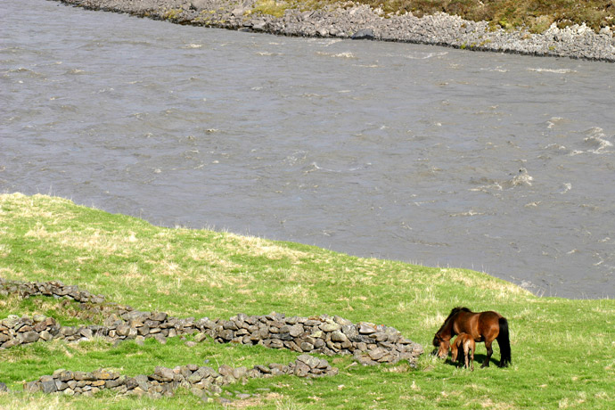 Islandpferde am Gletscherfluss Jökulsá in Ostisland