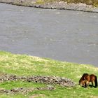 Islandpferde am Gletscherfluss Jökulsá in Ostisland