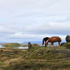 Islandpferde am Mývatn