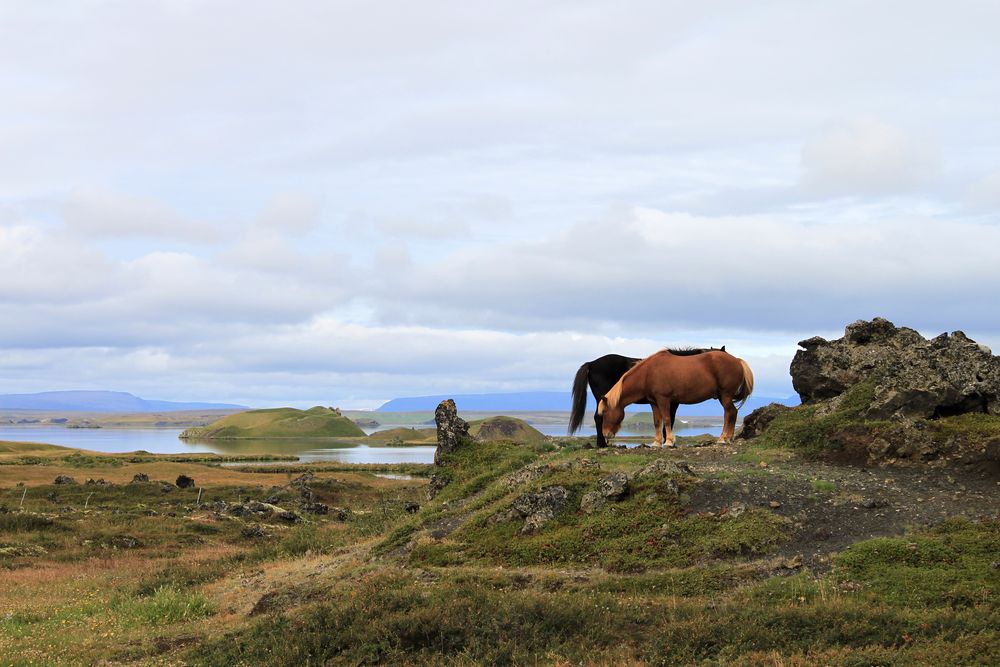 Islandpferde am Mývatn