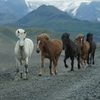 Islandpferde bei Porsmjörk