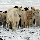 Islandpferde bei Reykholt