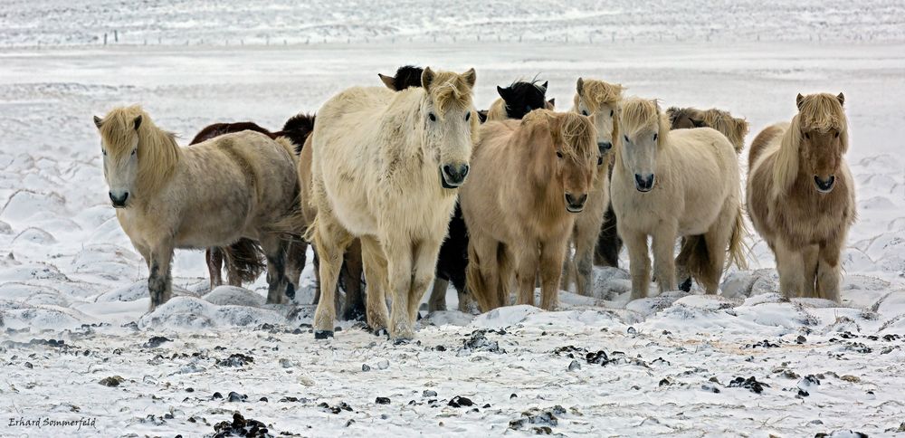 Islandpferde bei Reykholt