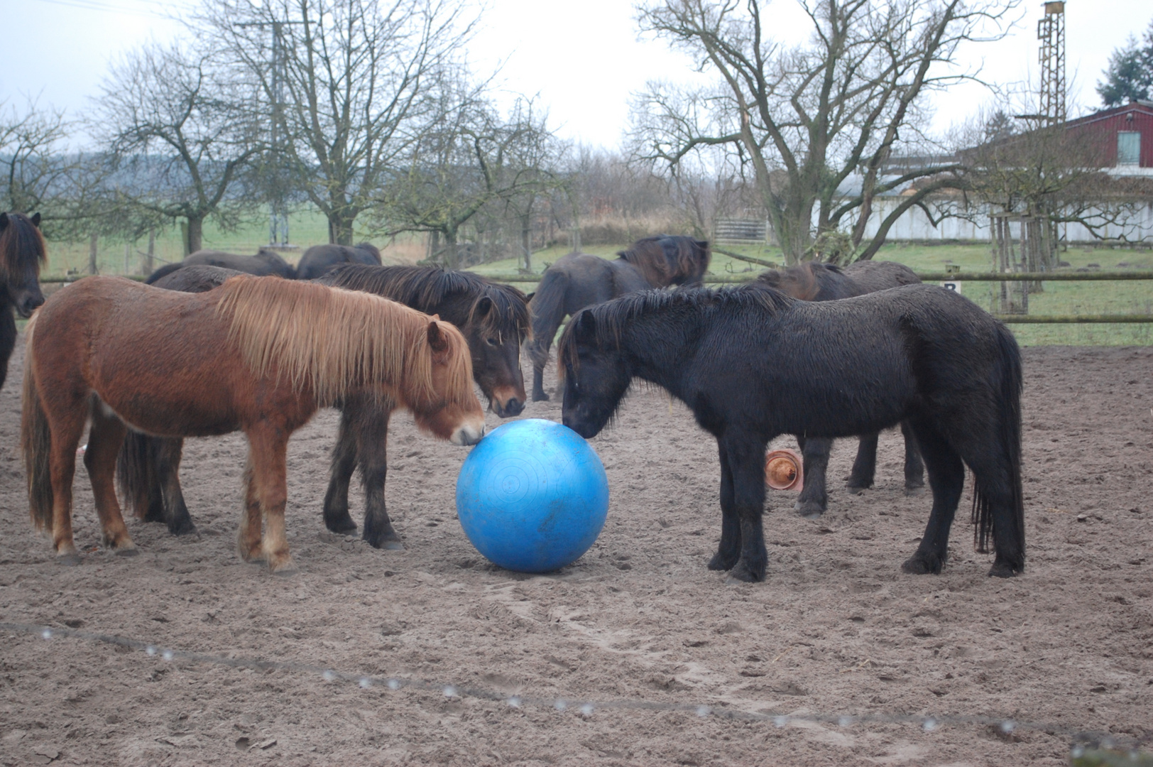 Islandpferde beim Spielen