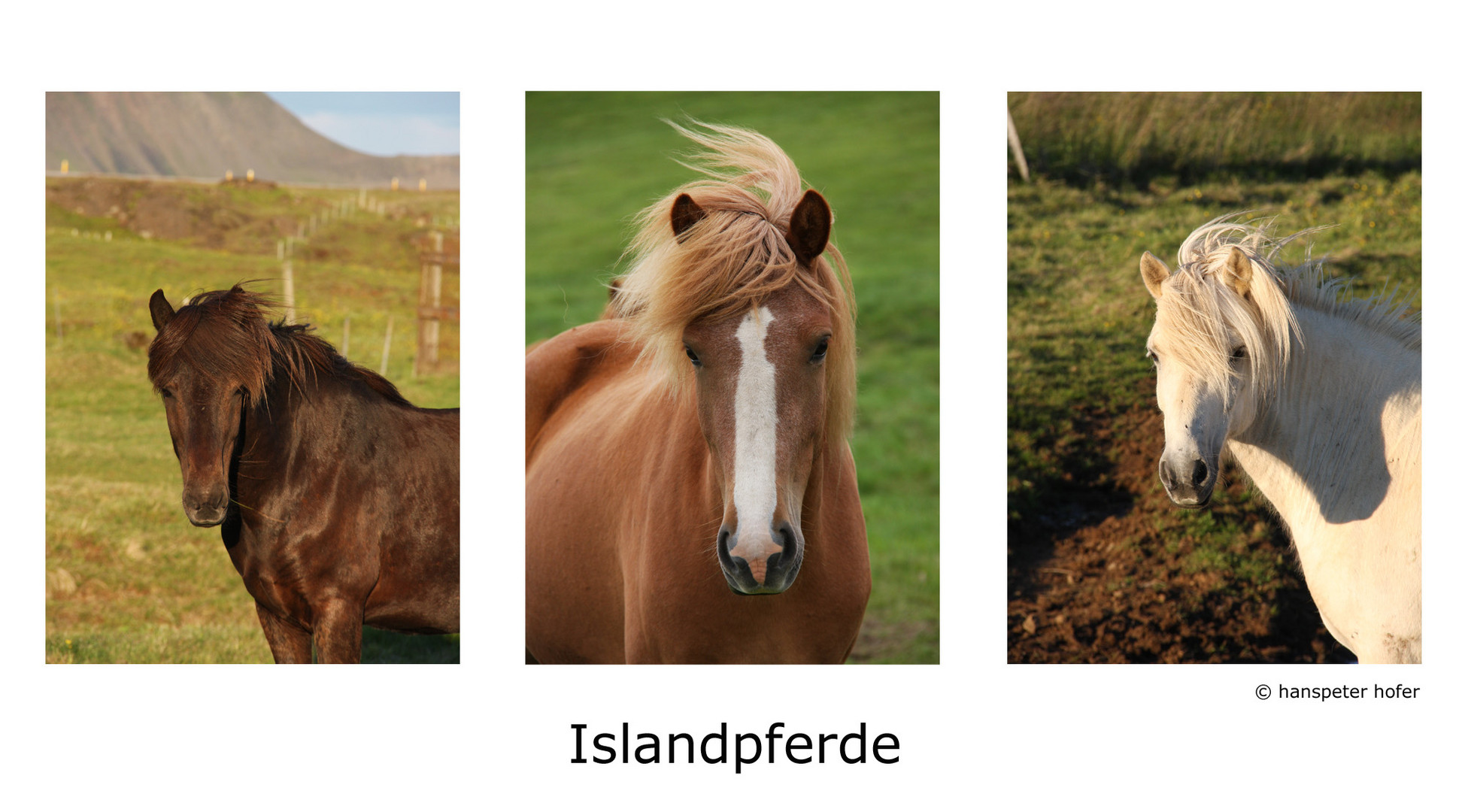 Islandpferde