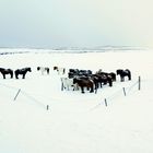 Islandpferde gesehen am Golden Circle