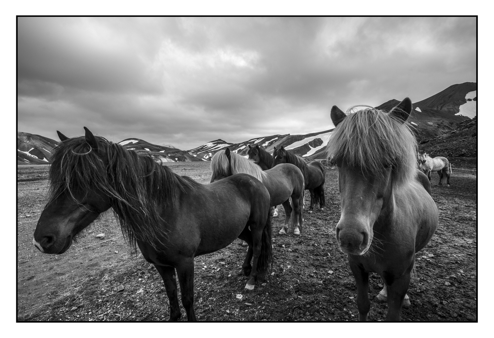 Islandpferde im Landmannalaugar