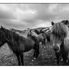 Islandpferde im Landmannalaugar