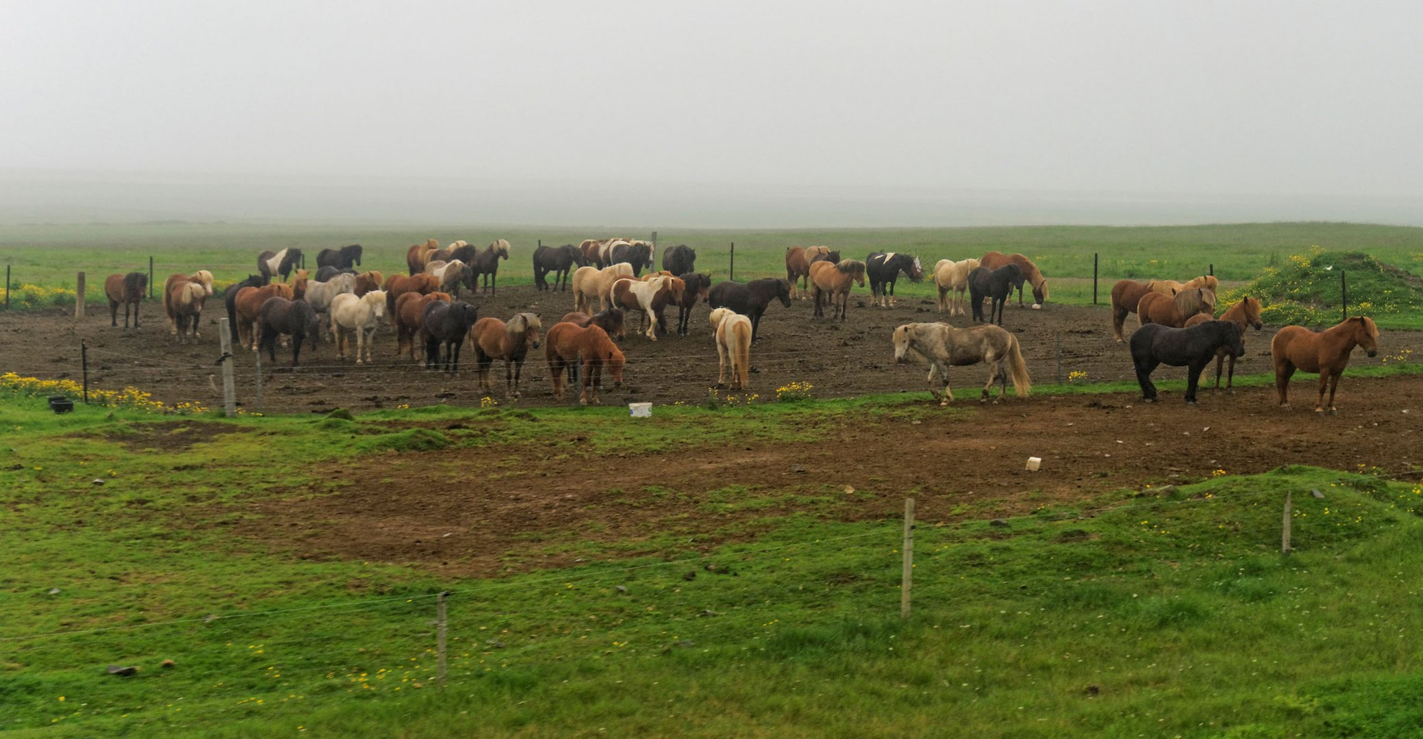 Islandpferde im Regen