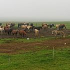 Islandpferde im Regen