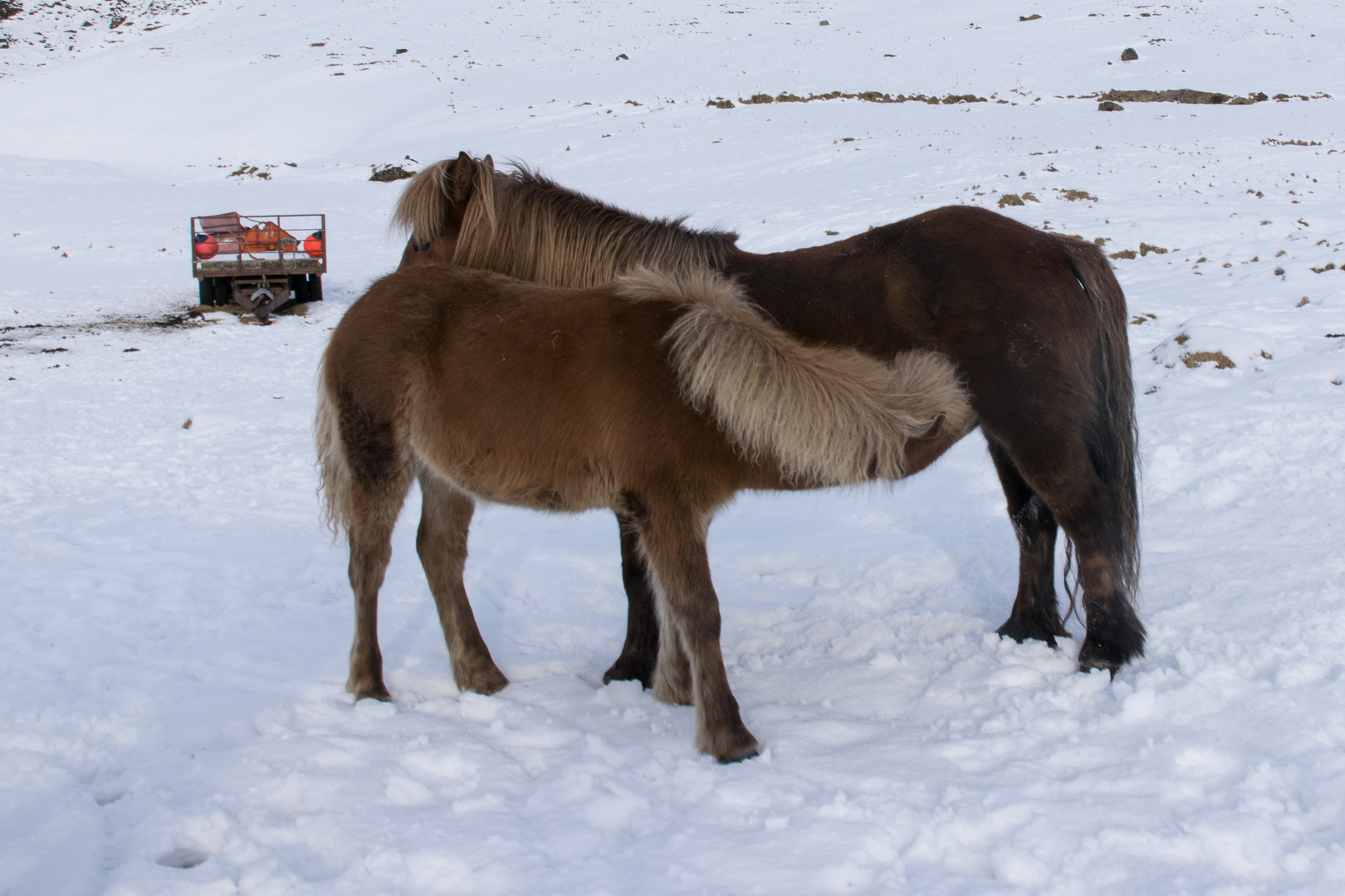 Islandpferde im Winter