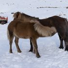 Islandpferde im Winter