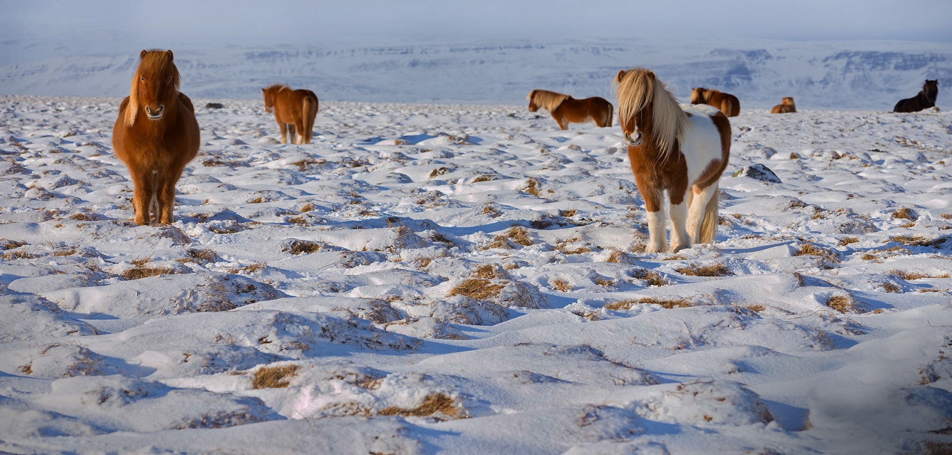 Islandpferde im Winter