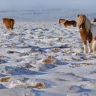 Islandpferde im Winter