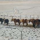 Islandpferde im Winter