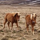 Islandpferde im Winterpelz