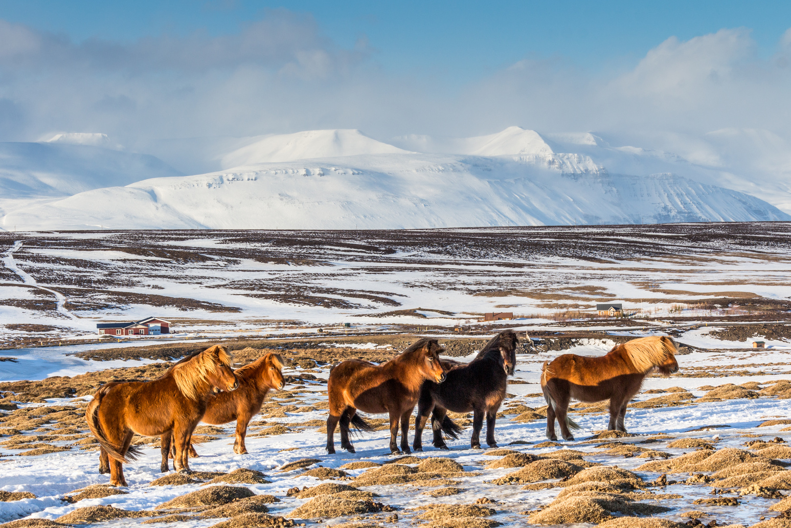 Islandpferde in der winterlichen Landschaft Islands