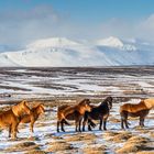 Islandpferde in der winterlichen Landschaft Islands